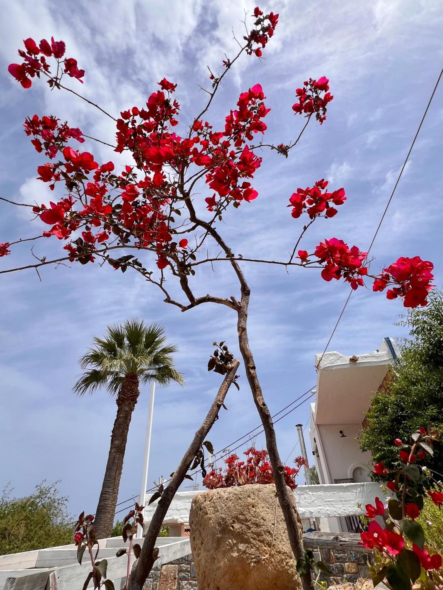 דירה Gioma Garden איסטרו