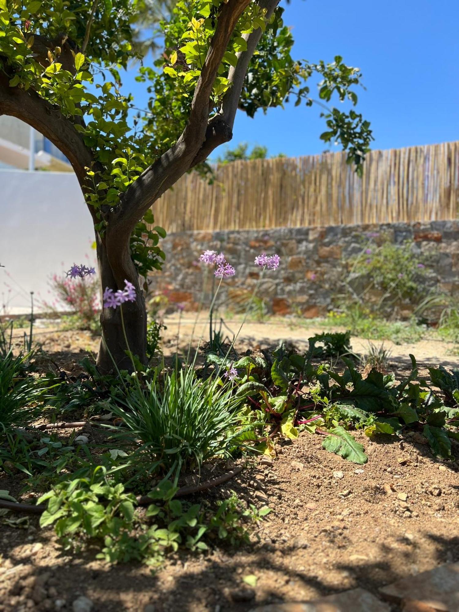 Gioma Garden Apartment Istro